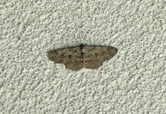 Iridopsis vellivolata