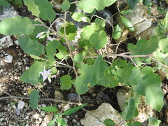 Solanum houstonii