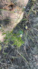 Chaetopappa asteroides