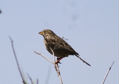 Emberiza calandra