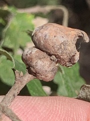 Heteroecus sanctaeclarae