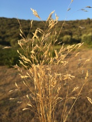 Corynephorus divaricatus