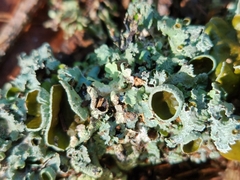 Punctelia bolliana