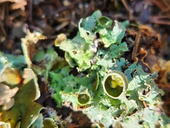 Punctelia bolliana