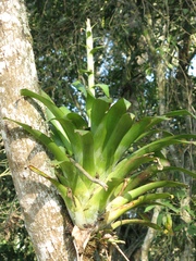 Tillandsia heterophylla