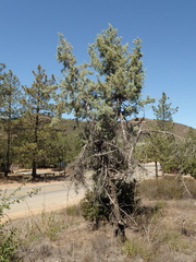 Cupressus stephensonii