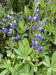 Lupinus latifolius