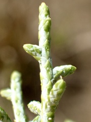 Cupressus stephensonii