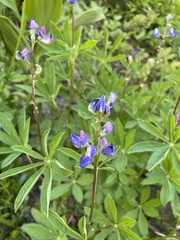 Lupinus latifolius