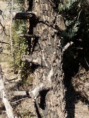 Cupressus stephensonii