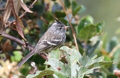 Anairetes flavirostris