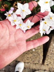 Solanum laxum