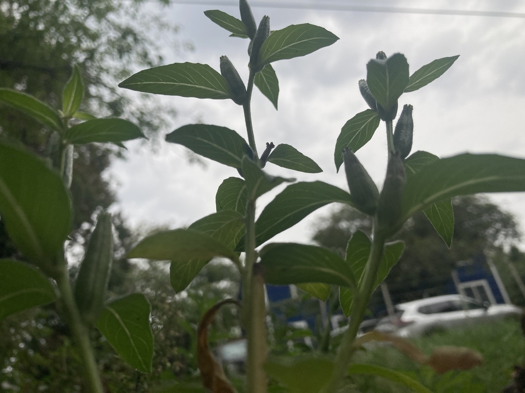 Great Willowherb from Edgar Rd, Scituate, MA, US on September 25, 2022