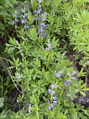 Lupinus latifolius