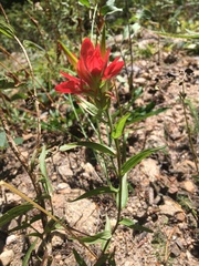 Castilleja