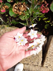 Solanum laxum
