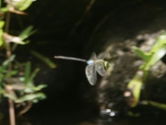 Anax guttatus
