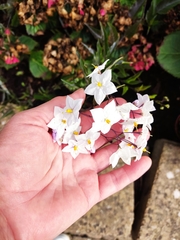 Solanum laxum