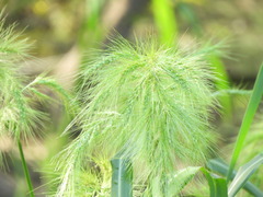Echinochloa walteri
