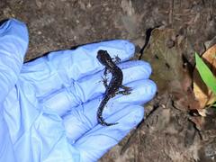 Ambystoma laterale