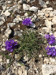 Edraianthus tenuifolius
