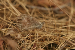 Pyronia cecilia