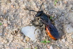 Sphecodes albilabris