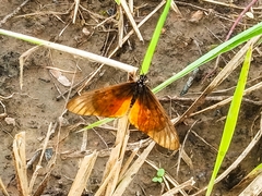 Acraea pseudegina