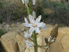 Asphodelus aestivus