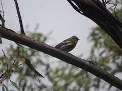 Setophaga coronata auduboni