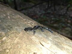 Ambystoma laterale