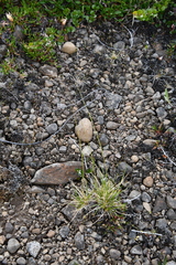 Deschampsia cespitosa glauca
