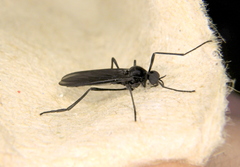 Penthetria heteroptera