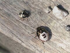 Holcostethus sphacelatus