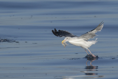 Doryteuthis opalescens