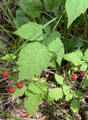 Rubus flagellaris