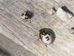 Holcostethus sphacelatus