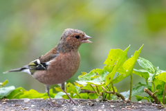 Fringilla coelebs coelebs