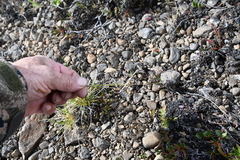 Deschampsia cespitosa glauca