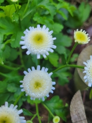 Tanacetum parthenium