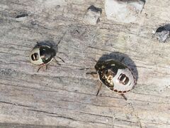 Holcostethus sphacelatus