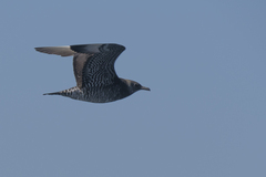 Stercorarius pomarinus