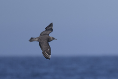 Stercorarius pomarinus