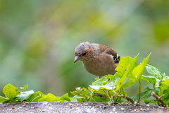 Fringilla coelebs coelebs