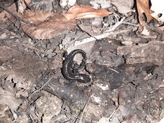 Ambystoma laterale