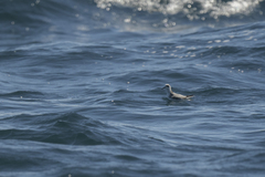 Phalaropus fulicarius