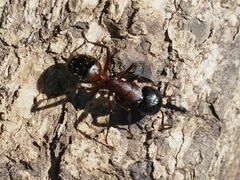 Camponotus ligniperda