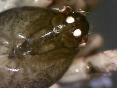 Cryptachaea blattea