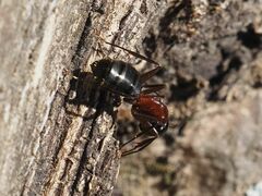 Camponotus ligniperda