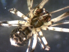 Cryptachaea blattea